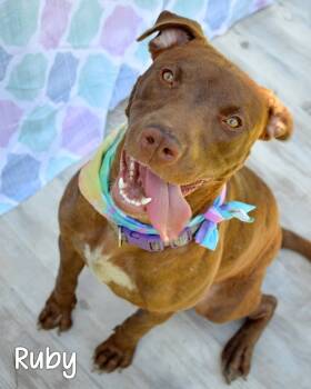 Rescue Pit Bull Terrier Dogs for Adoption in Gautier, Mississippi - Ruby | PetCurious