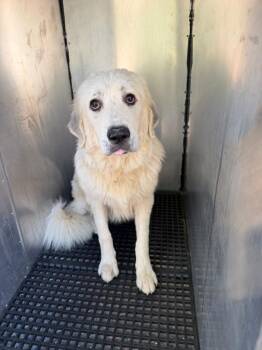 Ic-06 -  Great Pyrenees Dog for Adoption in Lawrenceville, Georgia - Ic-06 | PetCurious