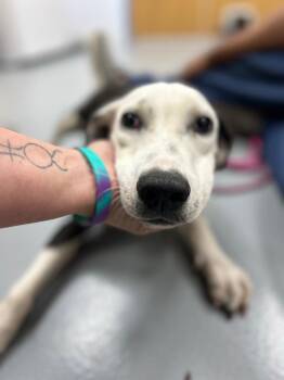 Ella -  Terrier and Hound Dog for Adoption in Hartsville, South Carolina - Ella | PetCurious