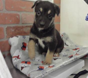 German Shepherd Dog and Mixed Breed Dogs Available for Adoption - RYAN | PetCurious