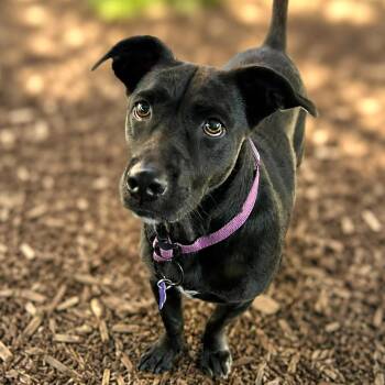 Matilda -  Labrador Retriever and Basset Hound Dog for Adoption in Boerne, Texas - Matilda | PetCurious