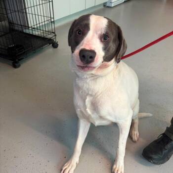 Mixed Breed Dogs Available for Adoption in Huntington, West Virginia - Waddle - Stray Hold 5/12 | PetCurious