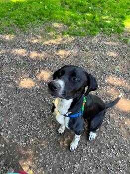 German Shorthaired Pointer Dogs Available for Adoption in Coupeville, Washington - Goose | PetCurious