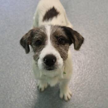 Humphrey -  Collie Dog for Adoption in Briarcliff Manor, New York - Humphrey | PetCurious