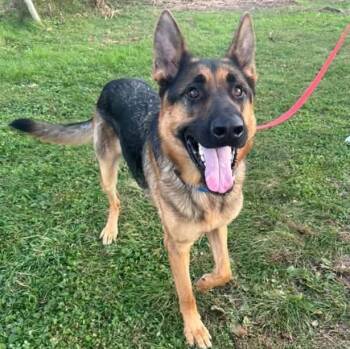 Max-well -  German Shepherd Dog Dog for Adoption in Racine, Wisconsin - Max-well | PetCurious