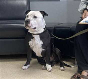 DUSTIN -  Pit Bull Terrier and Mixed Breed Dog for Adoption in Killeen, Texas - DUSTIN | PetCurious