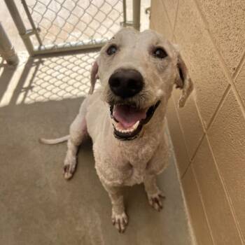 Carrot Top -  Standard Poodle and Labrador Retriever Dog for Adoption in Ojai, California - Carrot Top | PetCurious