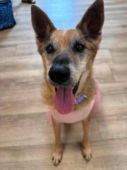 Doris -  German Shepherd Dog and Australian Cattle Dog Blue Heeler Dog for Adoption in Wilmington, North Carolina - Doris | PetCurious