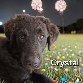 Crystal -  Golden Retriever and Flat Coated Retriever Dog for Adoption in West Peoria, Illinois - Crystal | PetCurious