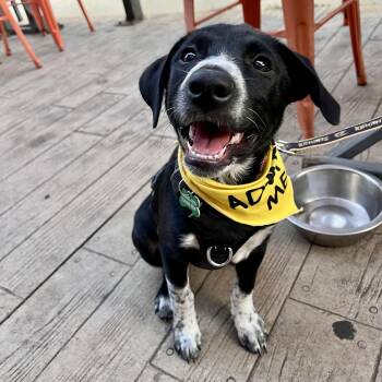 Ava -  Hound and Labrador Retriever Dog for Adoption in Charlotte, North Carolina - Ava | PetCurious