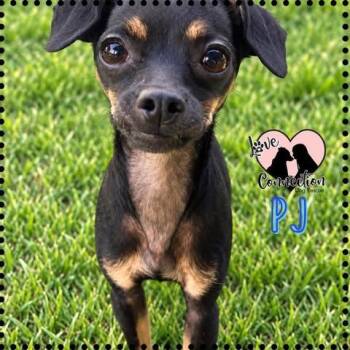 PJ -  Chihuahua Dog for Adoption in Gilbert, Arizona - PJ | PetCurious