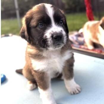 Elodie -  Saint Bernard and Golden Retriever Dog for Adoption in Larkfield-wikiup, California - Elodie | PetCurious