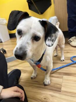 Shwarma -  Mixed Breed Dog for Adoption in Raleigh, North Carolina - Shwarma | PetCurious