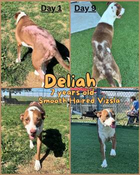 Rescue Vizsla Dogs for Adoption in Franklin, Indiana - Deliah | PetCurious