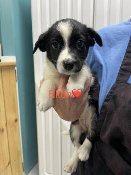 Elton -  Australian Shepherd and Mixed Breed Dog for Adoption in Chattanooga, Tennessee - Elton | PetCurious