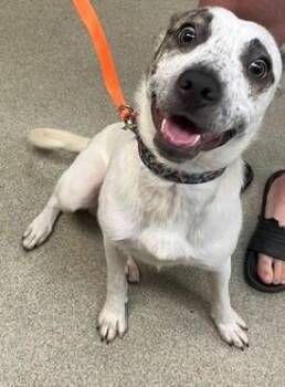 Australian Cattle Dog Blue Heeler and Mixed Breed Dogs Available for Adoption in Oklahoma City, Oklahoma - A475292 | PetCurious