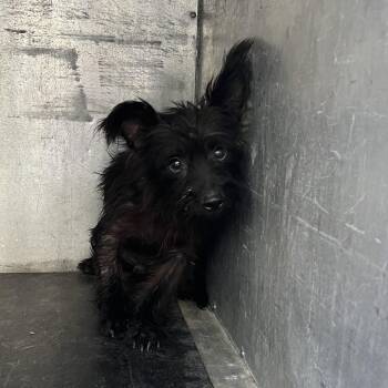 Matthew McConaughey -  Yorkshire Terrier and Terrier Dog for Adoption in Edinburg, Texas - Matthew McConaughey | PetCurious