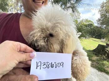 HYDIE M 2 -  Bichon Frise Dog for Adoption in Ocala, Florida - HYDIE M 2 | PetCurious