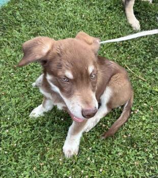 *Sheriff* -  Siberian Husky Dog for Adoption in Salt Lake City, Utah - *Sheriff* | PetCurious