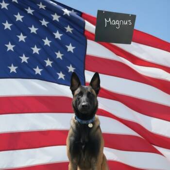 Rescue Belgian Shepherd Malinois Dogs for Adoption in Tulsa, Oklahoma - Magnus | PetCurious