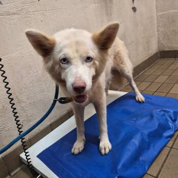 Bubba -  Husky Dog for Adoption in Birmingham, Alabama - Bubba | PetCurious