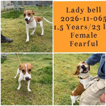 Terrier Dogs Available for Adoption in Winder, Georgia - 2025-11-065 *Lady Bell* | PetCurious