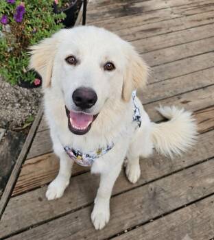 Pearl -  Great Pyrenees and Retriever Dog for Adoption in Crown Point, Indiana - Pearl | PetCurious