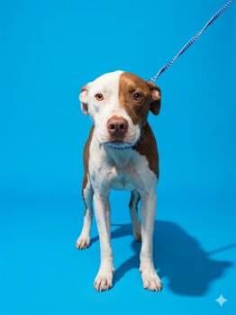 DENALI -  Mixed Breed Dog for Adoption in Jacksonville, Florida - DENALI | PetCurious