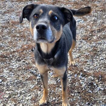 Rescue Mixed Breed Dogs for Adoption in Park City, Utah - Sadie | PetCurious