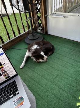 Border Collie Dogs Available for Adoption in Willingboro, New Jersey - Jax | PetCurious
