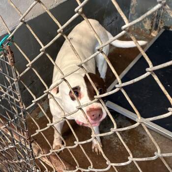 Alvarez -  Pit Bull Terrier Dog for Adoption in Edinburg, Texas - Alvarez | PetCurious