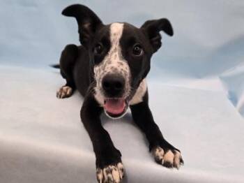 Shepherd and Mixed Breed Dogs Available for Adoption - Sapa | PetCurious