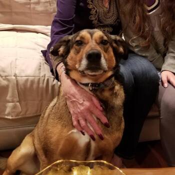 Shepherd and Mixed Breed Dogs Available for Adoption in Fairfax Station, Virginia - Ruby | PetCurious