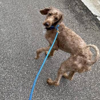 Poodle and Golden Retriever Dogs Available for Adoption in Cumming, Georgia - Lilo 22266 | PetCurious