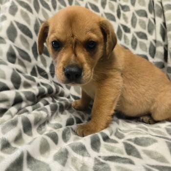Murdock -  Mixed Breed Dog for Adoption in Spruce Pine, North Carolina - Murdock | PetCurious