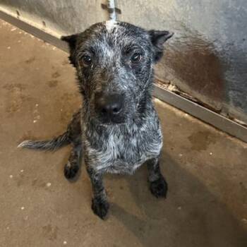 Cattle Dog and Mixed Breed Dogs Available for Adoption in Morton Grove, Illinois - Pickles | PetCurious