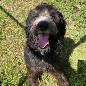 Poodle and Mixed Breed Dogs Available for Adoption in Carmel Hamlet, New York - Hendricks | PetCurious