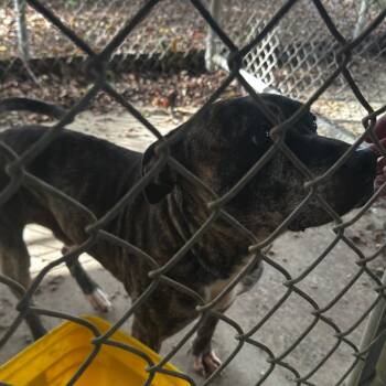 Rescue Mixed Breed Dogs for Adoption in Gadsden, Alabama - ELM 37 | PetCurious