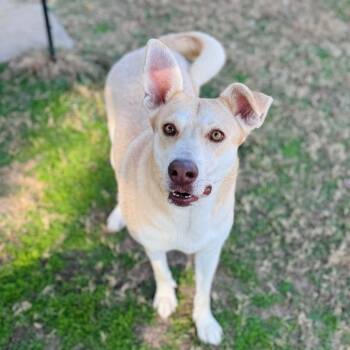Rescue Husky Dogs for Adoption in Brownsboro, Alabama - Sweet Potato | PetCurious