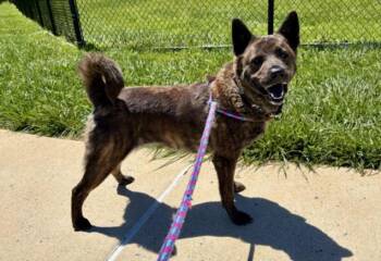 Chow Chow and Mixed Breed Dogs Available for Adoption in Derwood, Maryland - BELLA | PetCurious