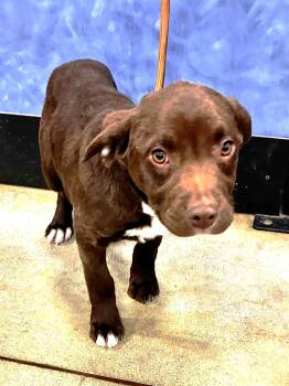 Terrier Dogs Available for Adoption - Hoopster | PetCurious