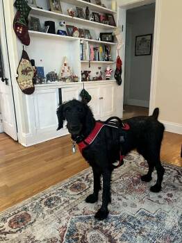 Poodle Dogs Available for Adoption - Sophia | PetCurious