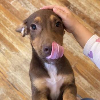 Enzo — The Sweetest Little Gentleman Youll Ever Meet -  Mixed Breed and Doberman Pinscher Dog for Adoption in Houston, Texas - Enzo — The Sweetest Little Gentleman Youll Ever Meet | PetCurious