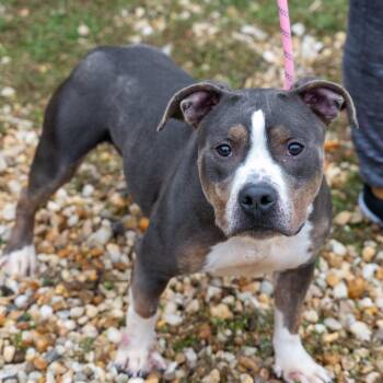 Pit Bull Terrier Dogs Available for Adoption - Loki | PetCurious