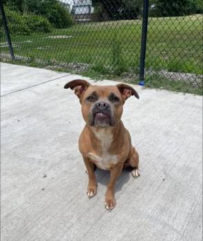Bucket -  Boxer Dog for Adoption in Lincoln Park, Michigan - Bucket | PetCurious