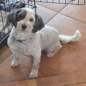 FINCH -  Miniature Schnauzer and Miniature Poodle Dog for Adoption in Marana, Arizona - FINCH | PetCurious