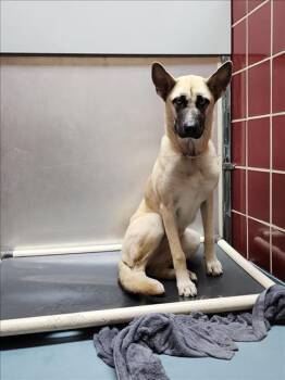 Rescue German Shepherd Dog and Mixed Breed Dogs for Adoption in Houston, Texas - A2038622 | PetCurious