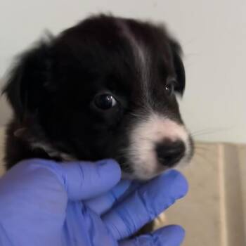 BILLY JEAN (10)* -  Border Collie Dog for Adoption in Richmond, California - BILLY JEAN (10)* | PetCurious