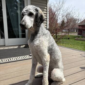Oboe -  Standard Poodle Dog for Adoption in Fargo, North Dakota - Oboe | PetCurious