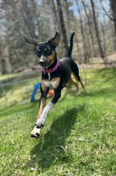Mixed Breed Dogs Available for Adoption in Hartford, Vermont - AYESHA | PetCurious